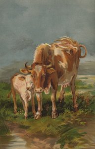 Alderney Koe en Kalf